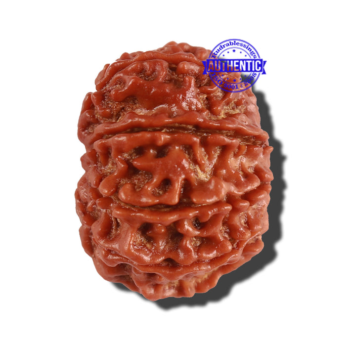 10 Mukhi Nepalese Rudraksha - Bead No. 254