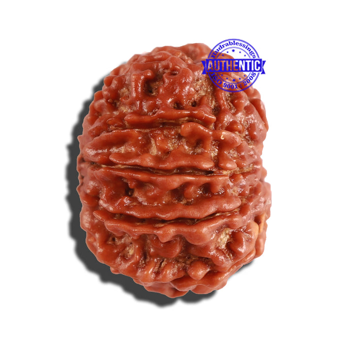 10 Mukhi Nepalese Rudraksha - Bead No. 254