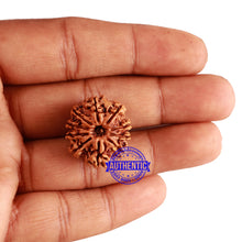 Load image into Gallery viewer, 10 Mukhi Nepalese Rudraksha - Bead No. 255
