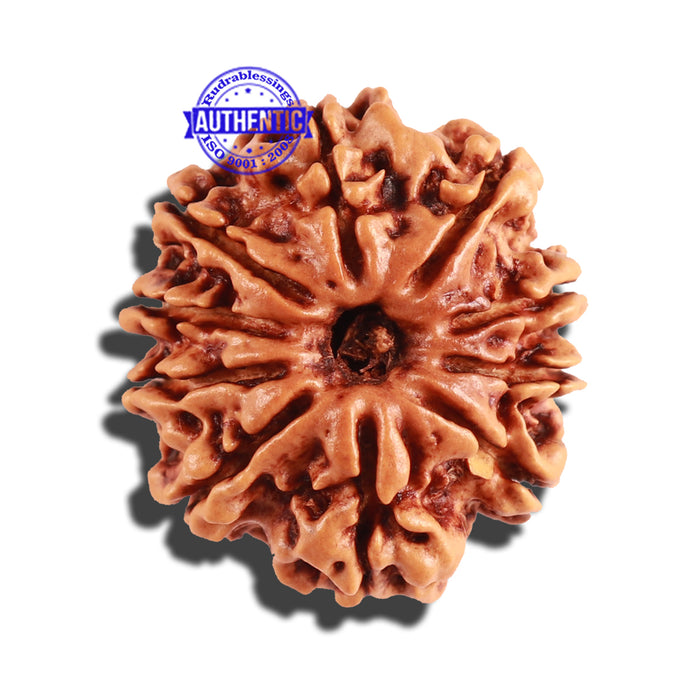 10 Mukhi Nepalese Rudraksha - Bead No. 255