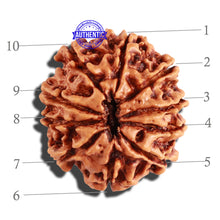 Load image into Gallery viewer, 10 Mukhi Nepalese Rudraksha - Bead No. 255
