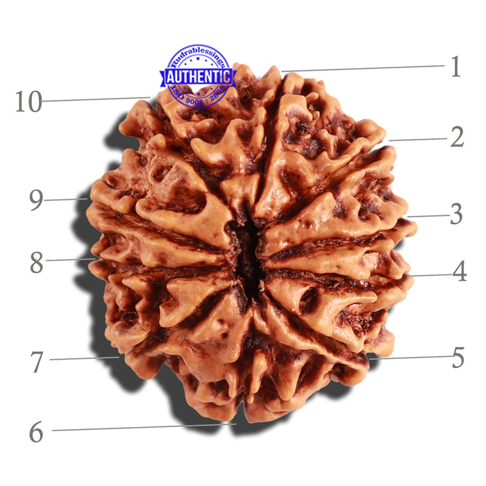 10 Mukhi Nepalese Rudraksha - Bead No. 255