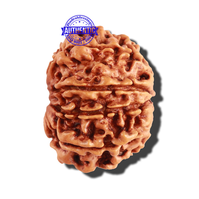 10 Mukhi Nepalese Rudraksha - Bead No. 255