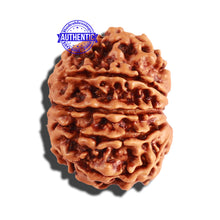 Load image into Gallery viewer, 10 Mukhi Nepalese Rudraksha - Bead No. 255
