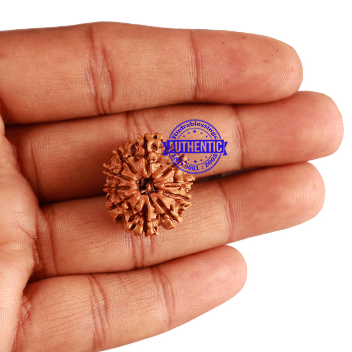 10 Mukhi Nepalese Rudraksha - Bead No. 259