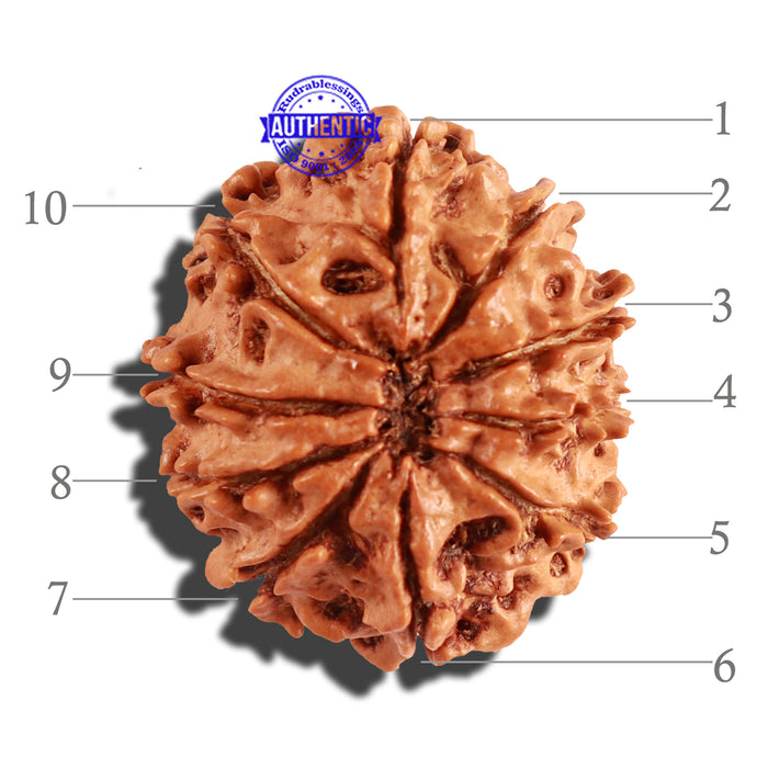 10 Mukhi Nepalese Rudraksha - Bead No. 259