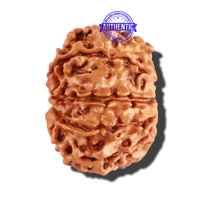 10 Mukhi Nepalese Rudraksha - Bead No. 259