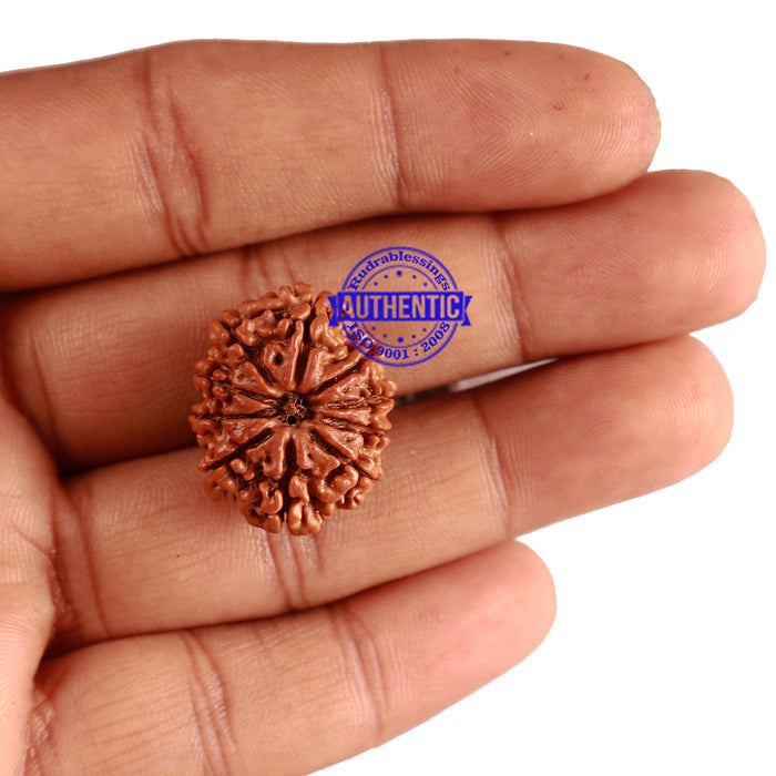 10 Mukhi Nepalese Rudraksha - Bead No. 262