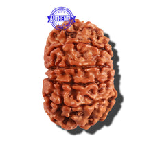 Load image into Gallery viewer, 10 Mukhi Nepalese Rudraksha - Bead No. 262

