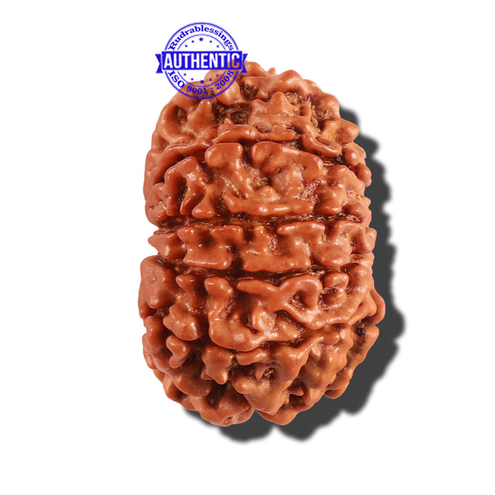 10 Mukhi Nepalese Rudraksha - Bead No. 262