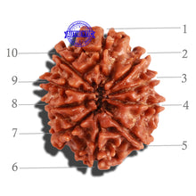 Load image into Gallery viewer, 10 Mukhi Nepalese Rudraksha - Bead No. 265
