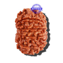 Load image into Gallery viewer, 10 Mukhi Nepalese Rudraksha - Bead No. 265
