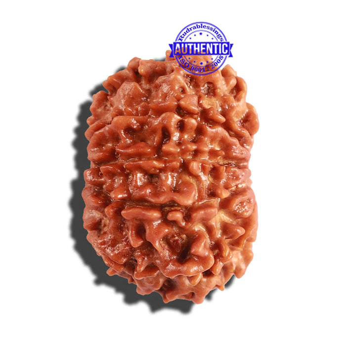 10 Mukhi Nepalese Rudraksha - Bead No. 265