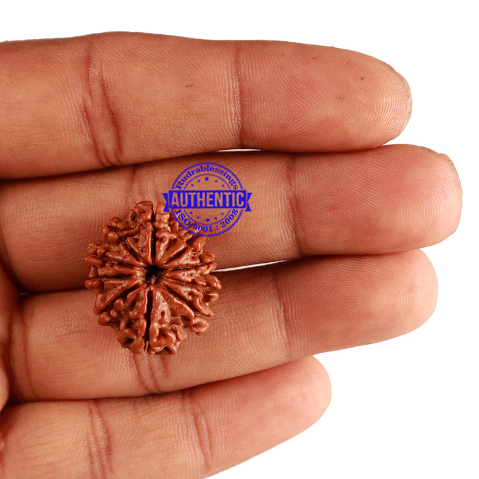 10 Mukhi Nepalese Rudraksha - Bead No. 267