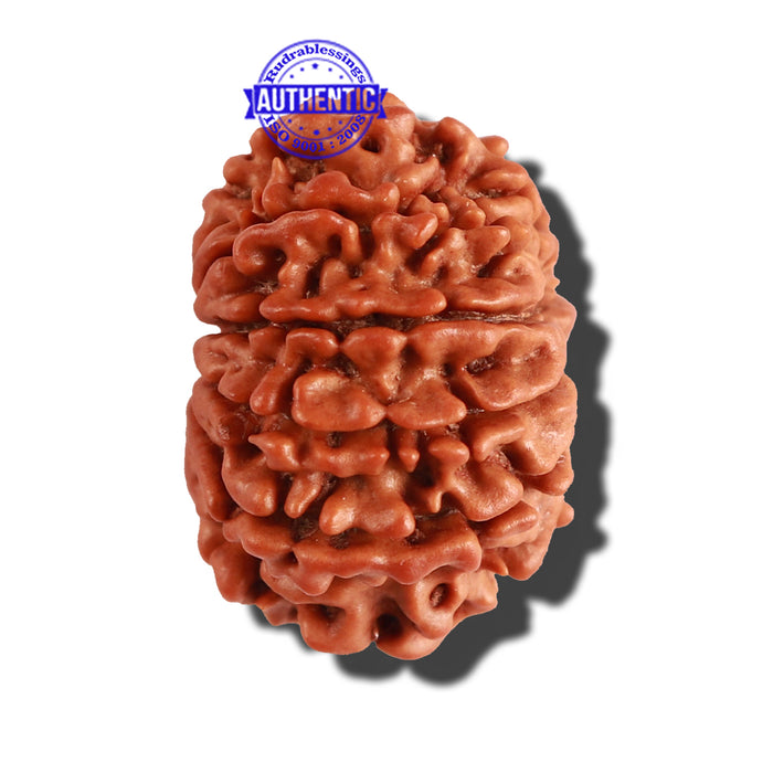 10 Mukhi Nepalese Rudraksha - Bead No. 267