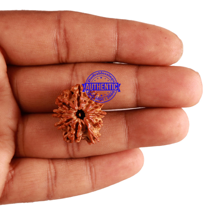 10 Mukhi Nepalese Ganesha Rudraksha - Bead No. 268