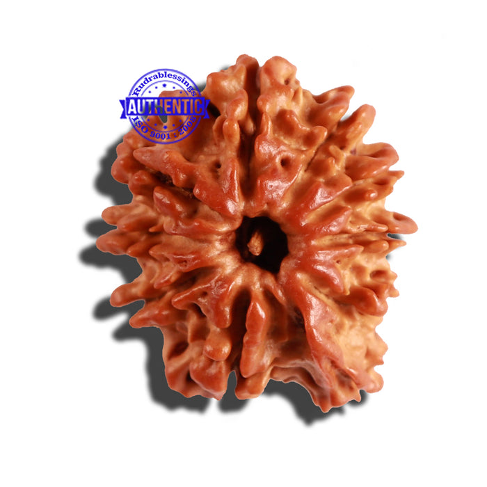 10 Mukhi Nepalese Ganesha Rudraksha - Bead No. 268