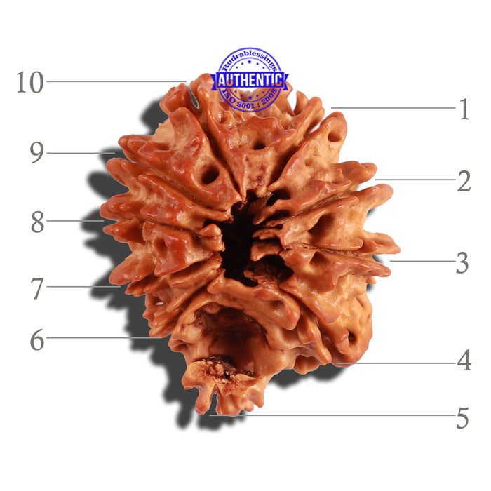 10 Mukhi Nepalese Ganesha Rudraksha - Bead No. 268