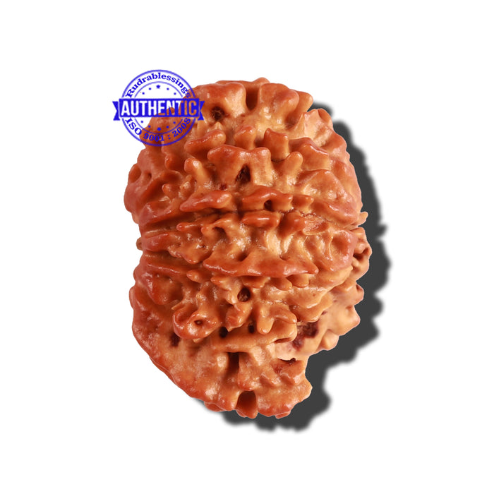 10 Mukhi Nepalese Ganesha Rudraksha - Bead No. 268
