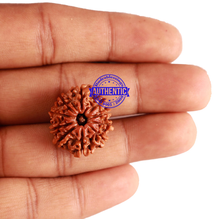 10 Mukhi Nepalese Rudraksha - Bead No. 270