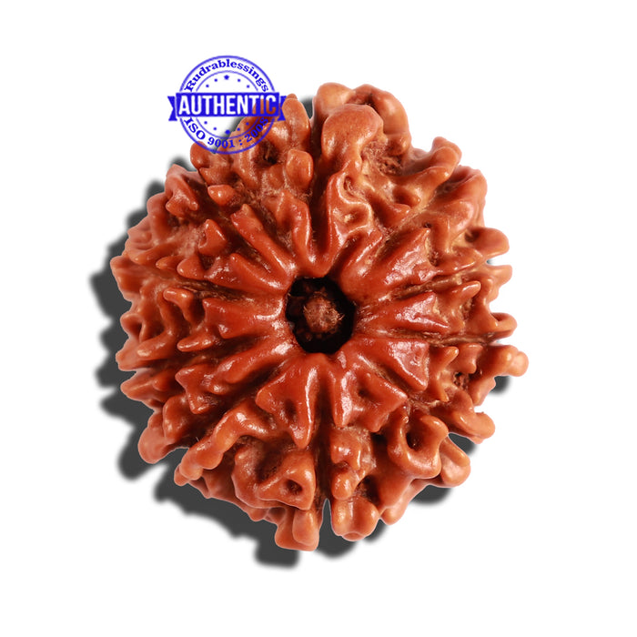 10 Mukhi Nepalese Rudraksha - Bead No. 270