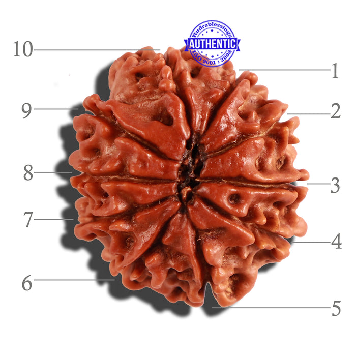 10 Mukhi Nepalese Rudraksha - Bead No. 270