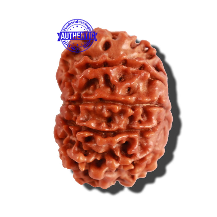 10 Mukhi Nepalese Rudraksha - Bead No. 270
