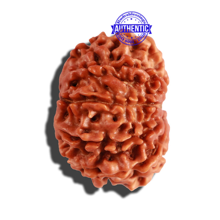 10 Mukhi Nepalese Rudraksha - Bead No. 270