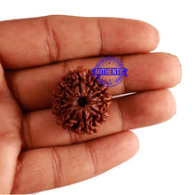 Load image into Gallery viewer, 10 Mukhi Nepalese Rudraksha - Bead No. 273
