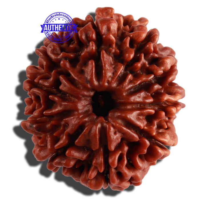 10 Mukhi Nepalese Rudraksha - Bead No. 273