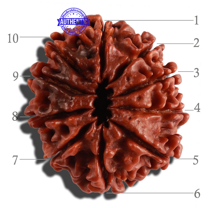 10 Mukhi Nepalese Rudraksha - Bead No. 273