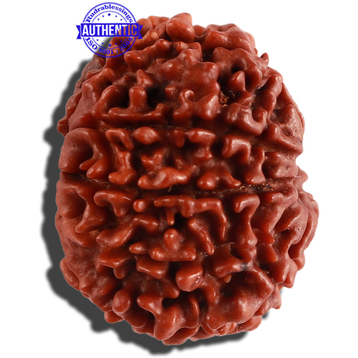 10 Mukhi Nepalese Rudraksha - Bead No. 273