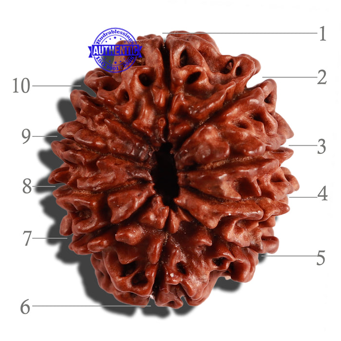 10 Mukhi Nepalese Rudraksha - Bead No. 274