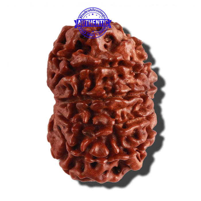 10 Mukhi Nepalese Rudraksha - Bead No. 274
