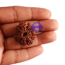 Load image into Gallery viewer, 10 Mukhi Nepalese Rudraksha - Bead No. 275

