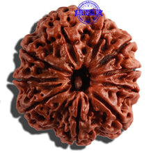 Load image into Gallery viewer, 10 Mukhi Nepalese Rudraksha - Bead No. 275
