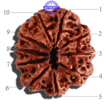 Load image into Gallery viewer, 10 Mukhi Nepalese Rudraksha - Bead No. 275
