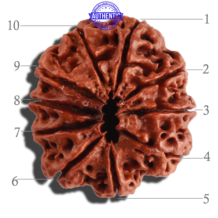 10 Mukhi Nepalese Rudraksha - Bead No. 275