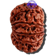 Load image into Gallery viewer, 10 Mukhi Nepalese Rudraksha - Bead No. 275
