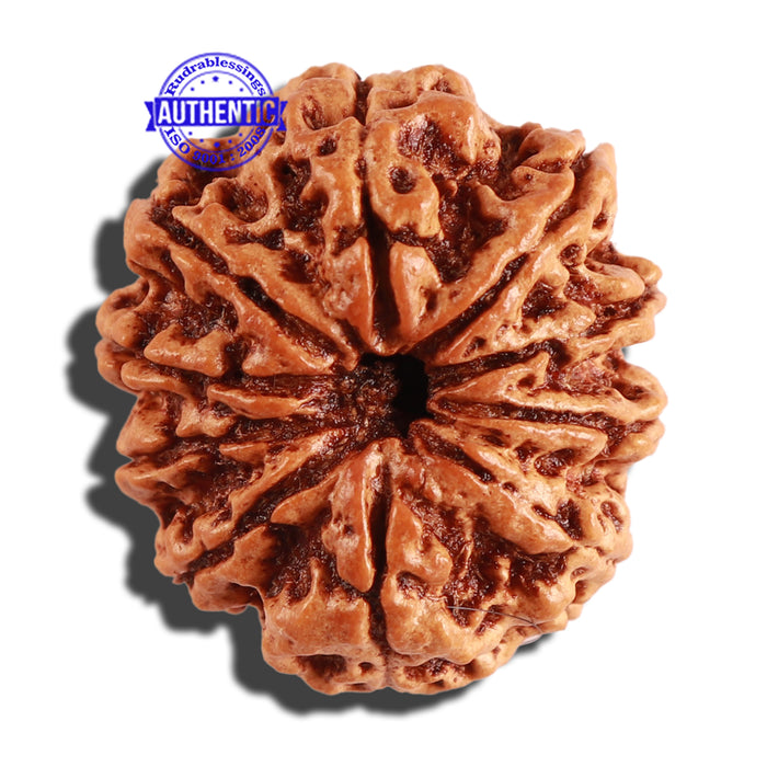 10 Mukhi Nepalese Rudraksha - Bead No. 276