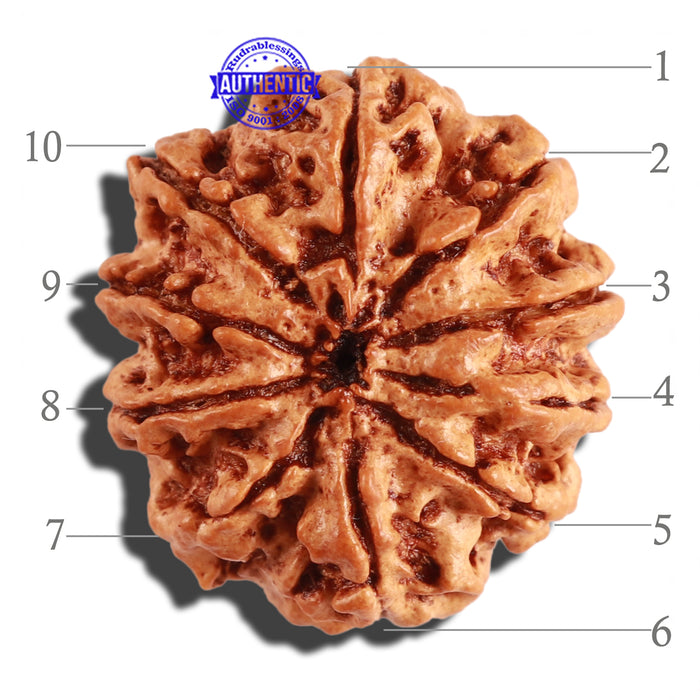 10 Mukhi Nepalese Rudraksha - Bead No. 276