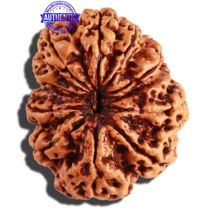 10 Mukhi Nepalese Rudraksha - Bead No. 278