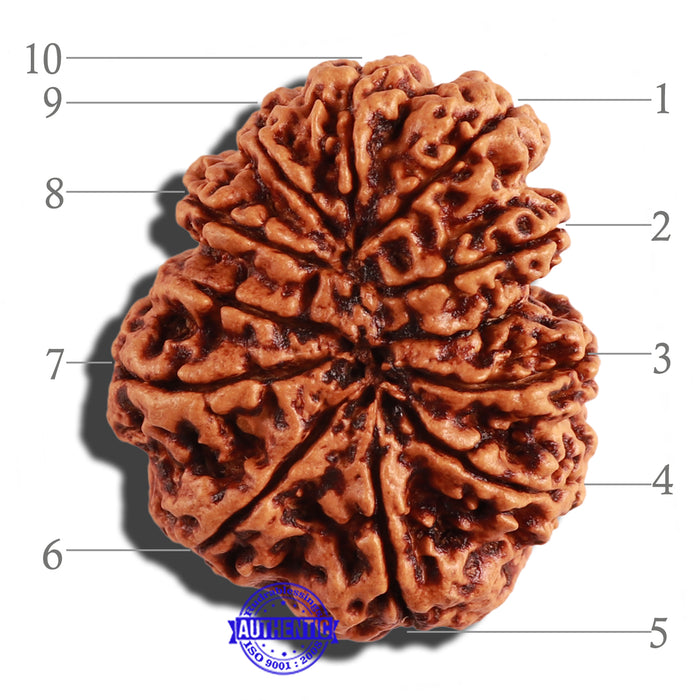 10 Mukhi Nepalese Rudraksha - Bead No. 278