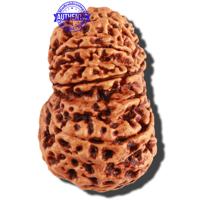 10 Mukhi Nepalese Rudraksha - Bead No. 278
