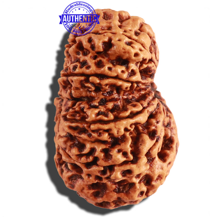 10 Mukhi Nepalese Rudraksha - Bead No. 278