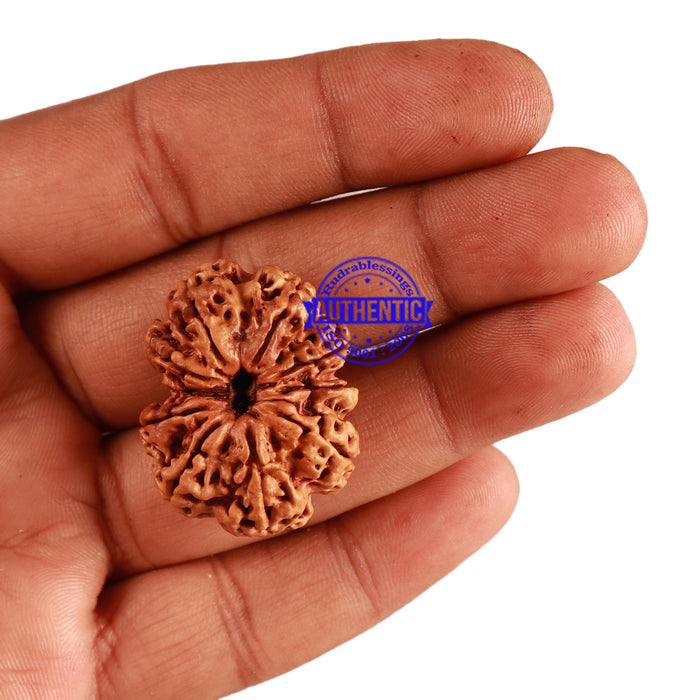 10 Mukhi Nepalese Rudraksha - Bead No. 279