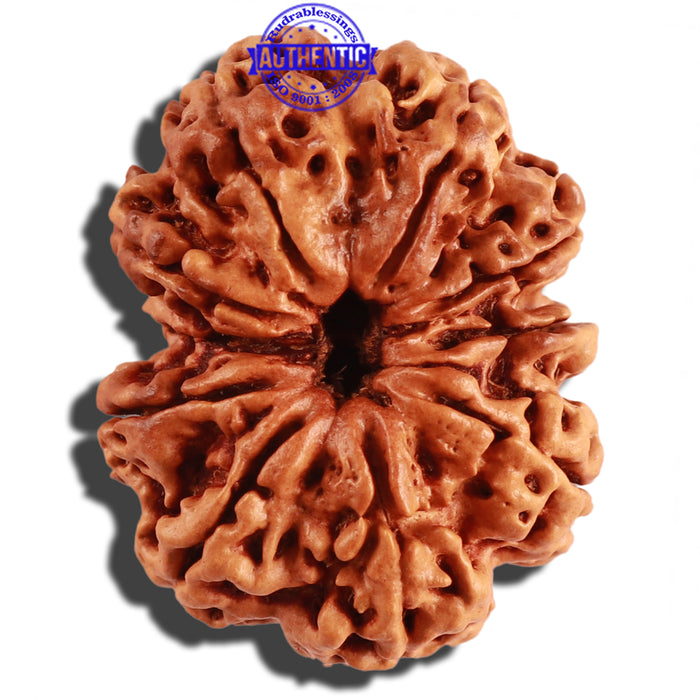 10 Mukhi Nepalese Rudraksha - Bead No. 279
