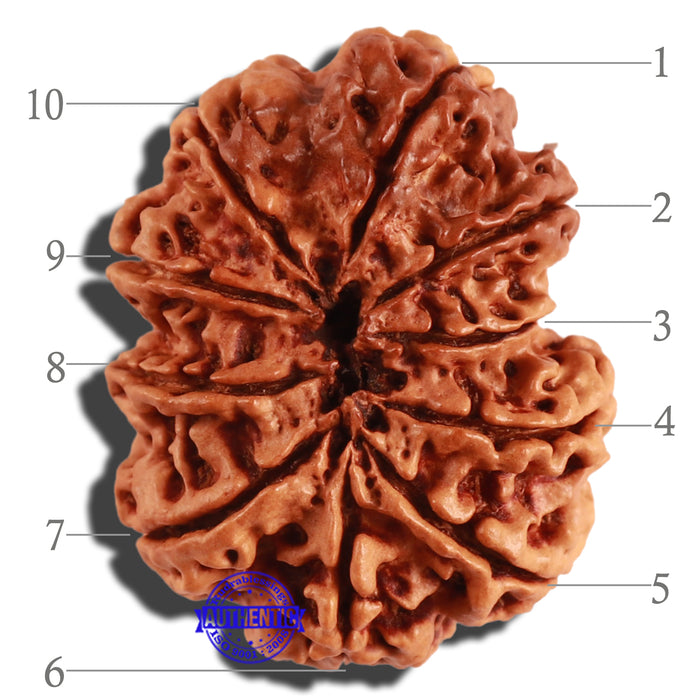 10 Mukhi Nepalese Rudraksha - Bead No. 279