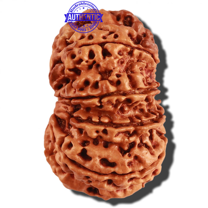 10 Mukhi Nepalese Rudraksha - Bead No. 279