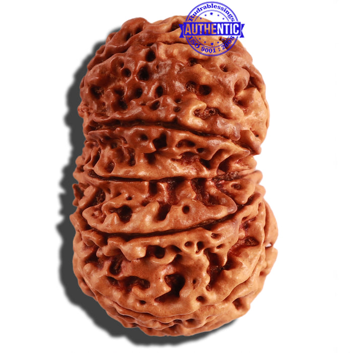 10 Mukhi Nepalese Rudraksha - Bead No. 279